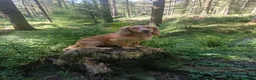 Cocker Spaniel dogs for stud: KC REGISTERED WORKING COCKER SPANIEL FOR STUD - Advert 9
