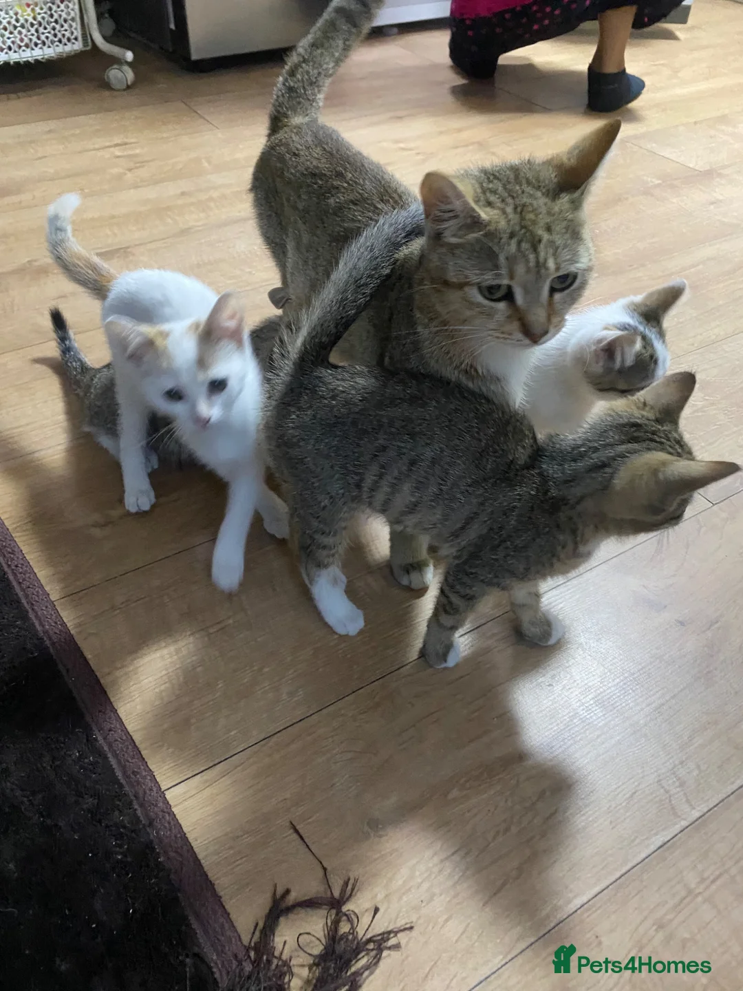 British Shorthair cats for sale: Multiple British Short Hair Kitten For Sale £100 - Advert 6
