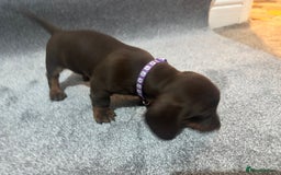 Miniature Dachshund dogs for sale: Chocolate dachshund babies  - Image 13
