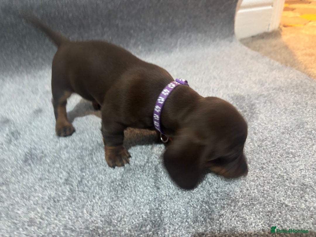 Miniature Dachshund dogs for sale: Chocolate dachshund babies  - Image 13
