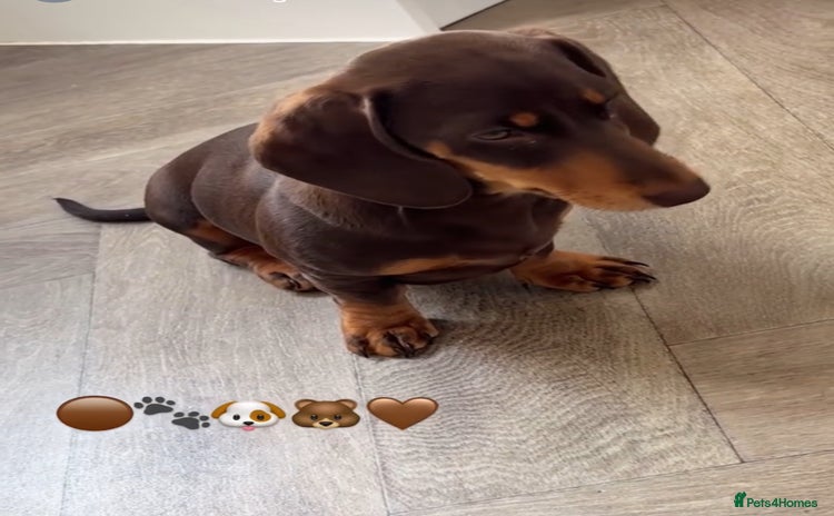 Miniature Dachshund dogs - Advert 3