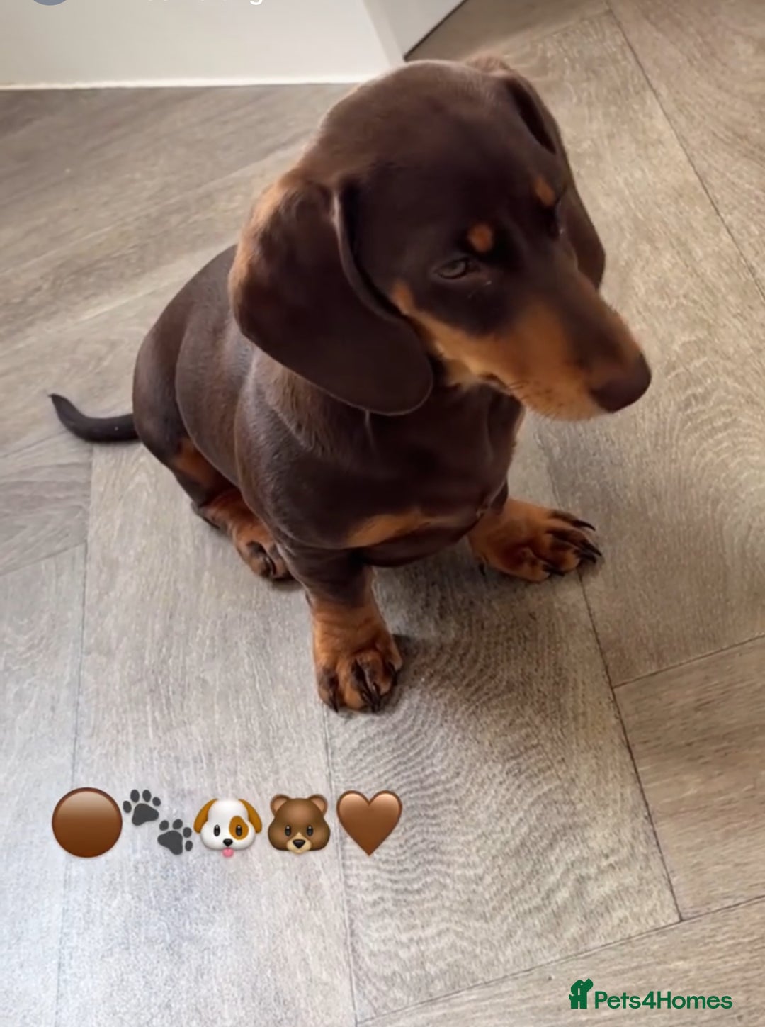 Miniature Dachshund dogs for sale: Female chocolate and tan miniature dachshund  - Image 1