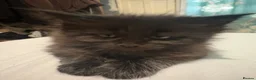 Maine Coon cats for sale: Beautiful TICA registered Maine coon kittens. in Rochester - Advert 3