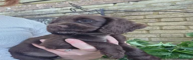 Cocker Spaniel 1