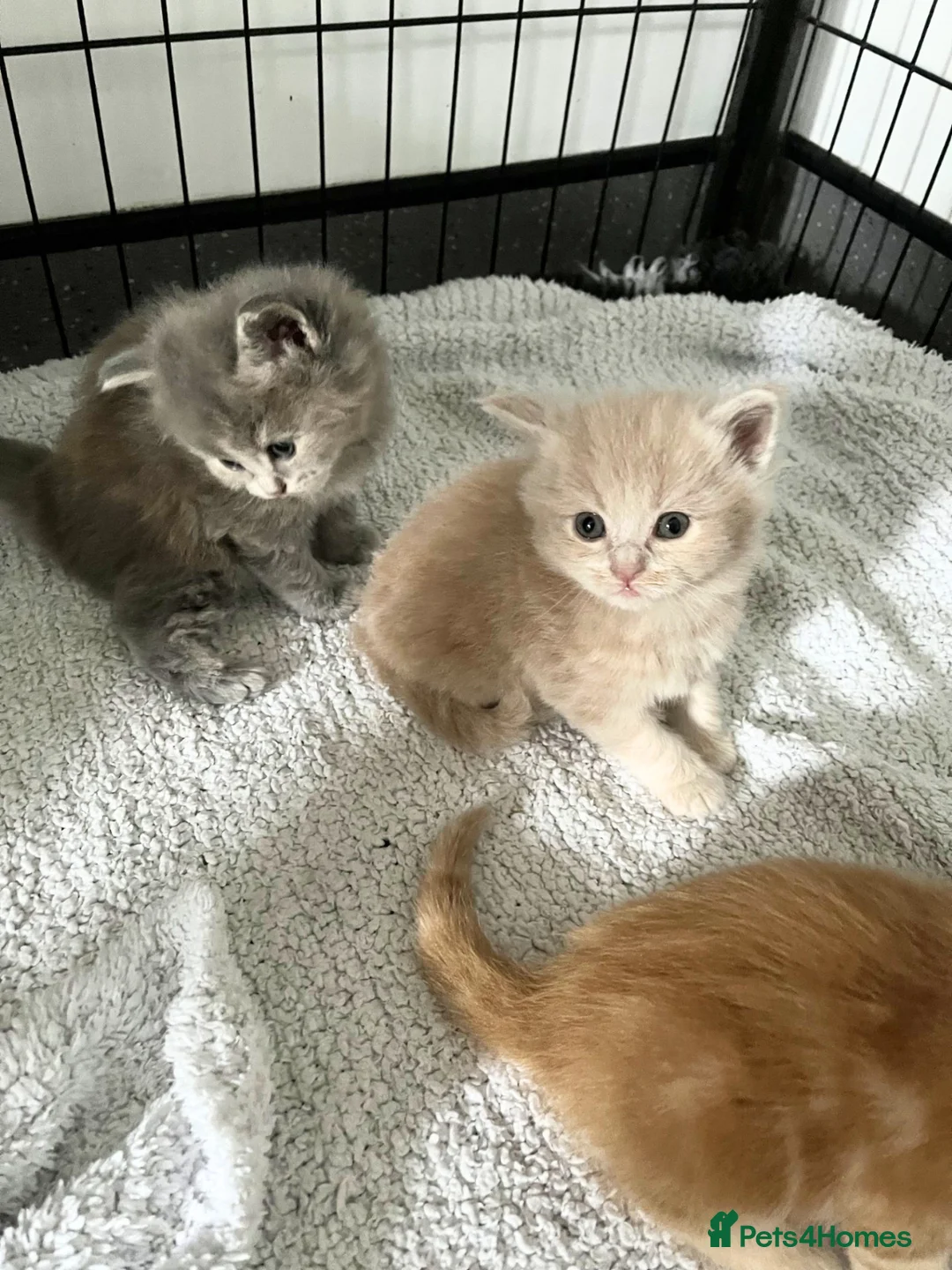 Maine Coon cats for sale: Maine Coon X BSH Kittens - Advert 16