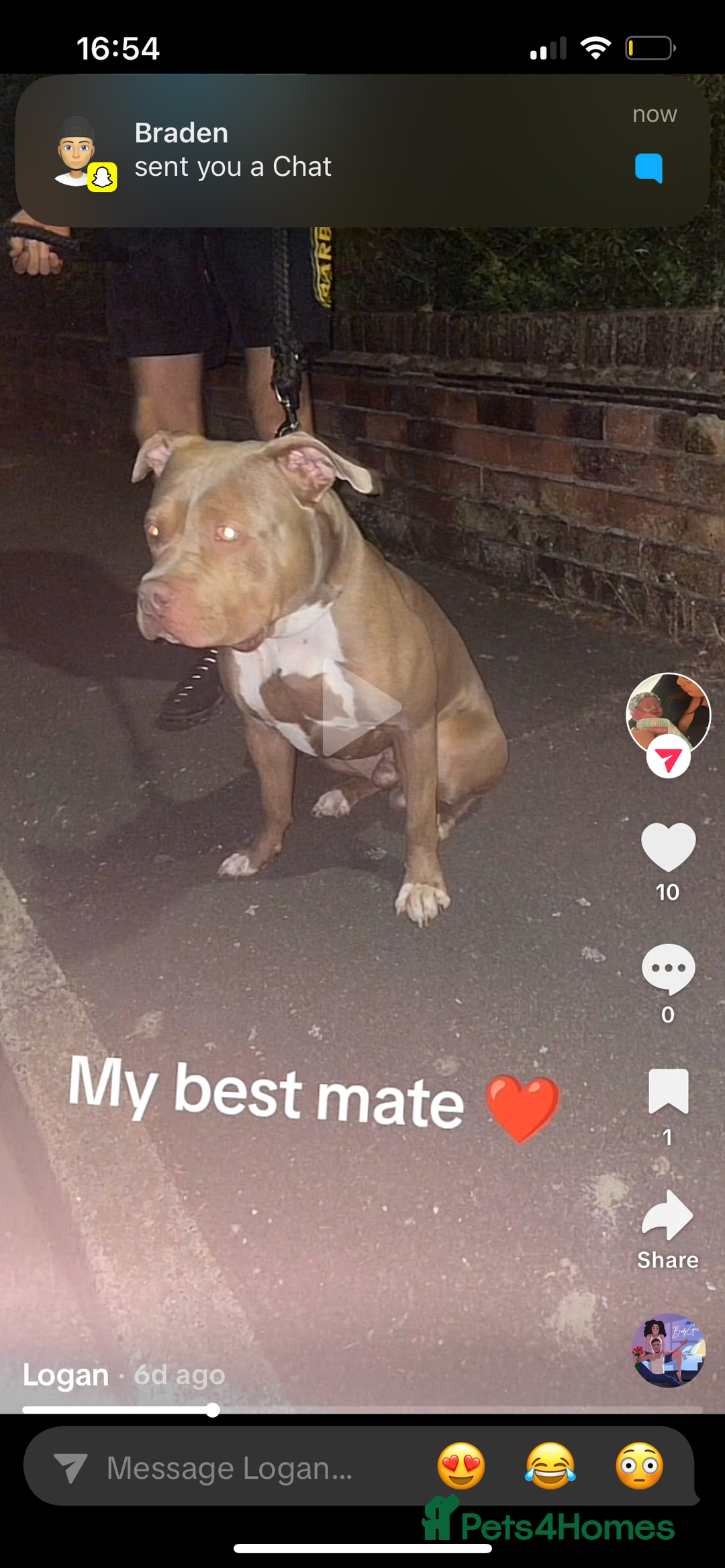American Bull Staffy dogs for sale: 5 Girls 3 Boys American bull staffy pups  - Image 6