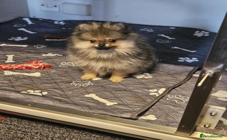 Pomeranian dogs - Advert 6