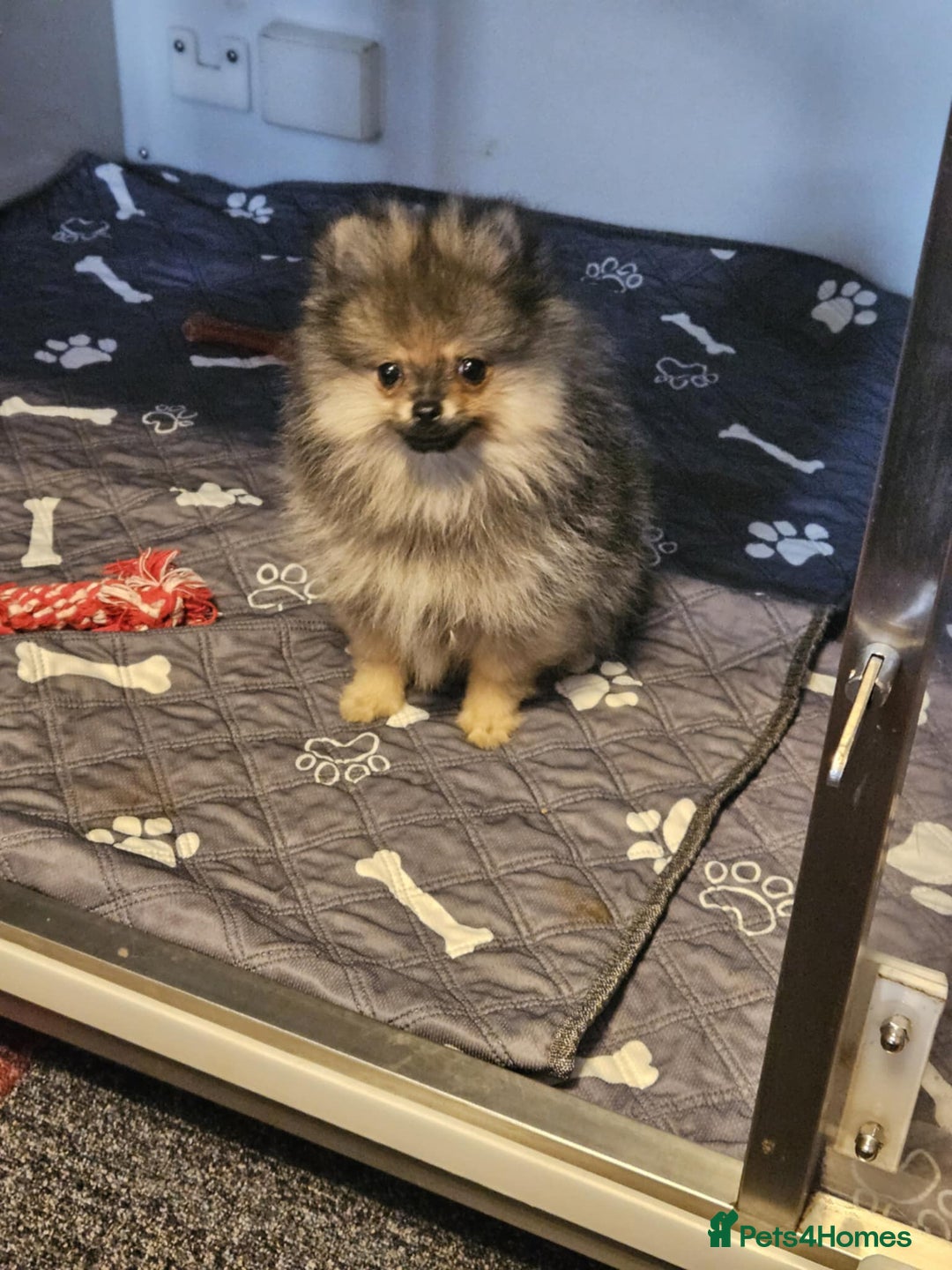 Pomeranian dogs for sale: READY NOW FULLY VACCINATED KC POMERANIAN PUPPY - Image 5