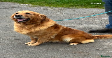 Golden Retriever dogs - Advert 5