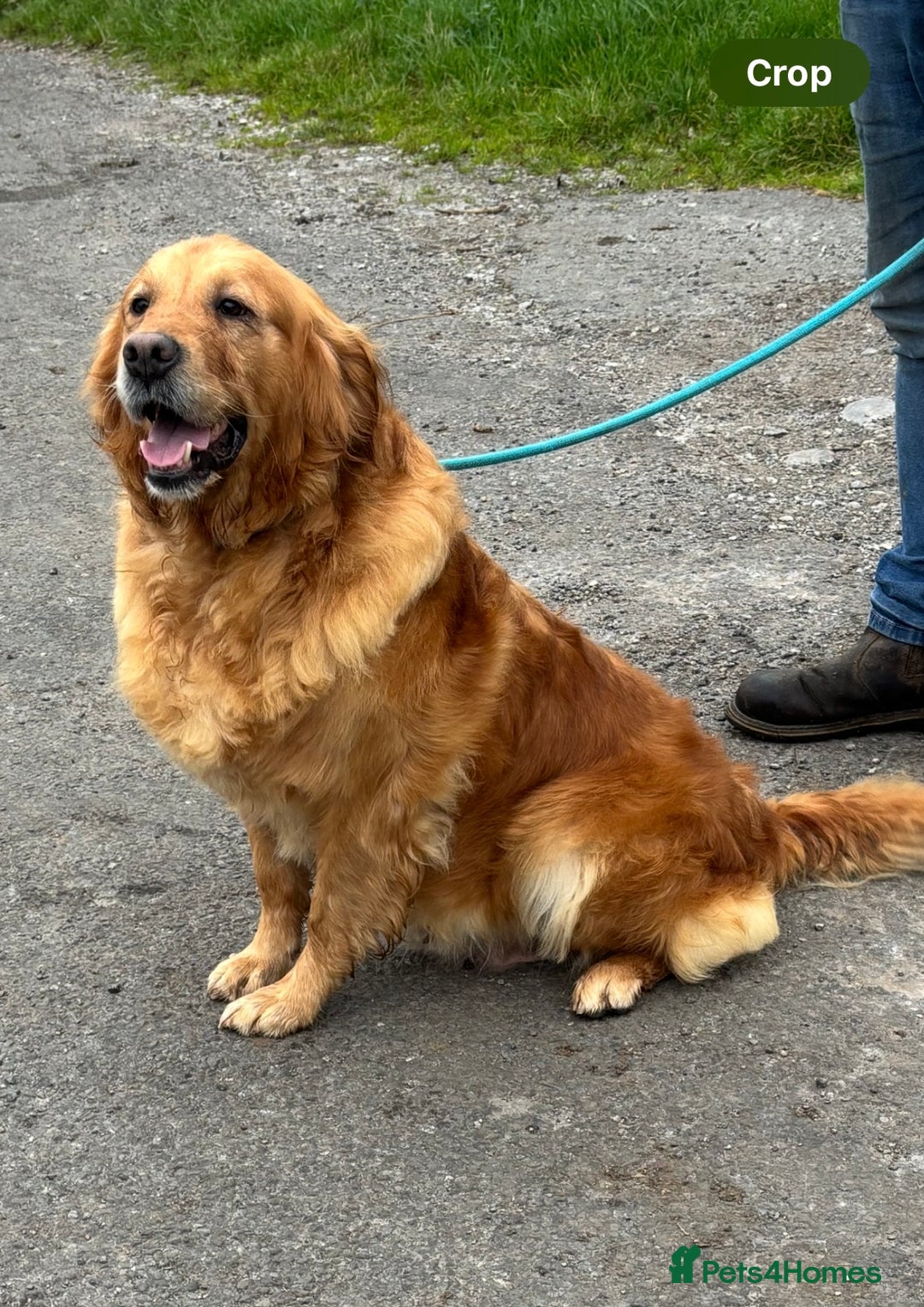 Golden Retriever dogs for sale: Beautiful Golden Retriever girl available  - Image 2