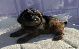 Cockapoo dogs for sale: Gorgeous Cockerpoo F1b - Image 17