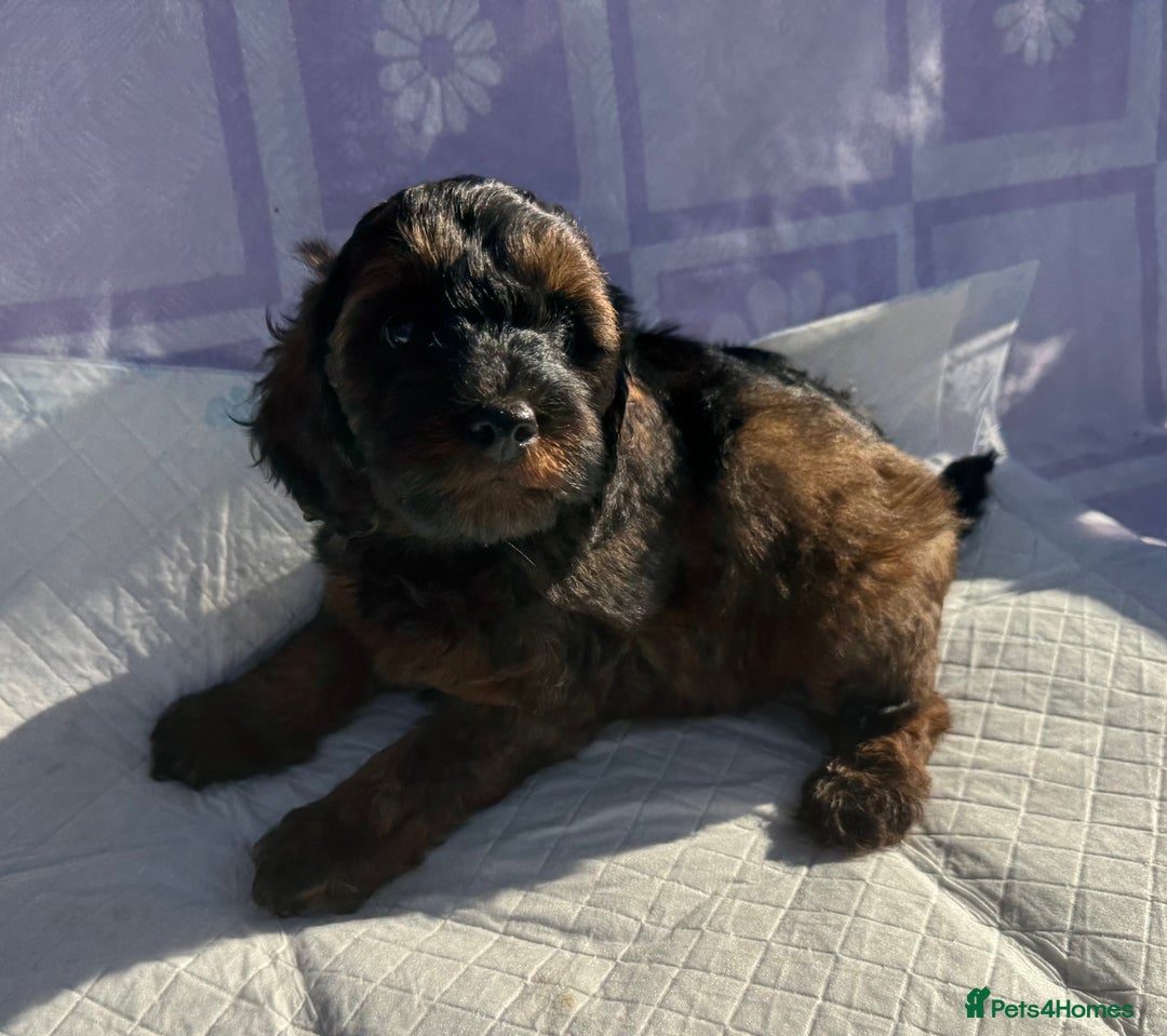 Cockapoo dogs for sale: Gorgeous Cockerpoo F1b - Image 17