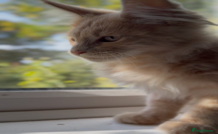 Maine Coon cats - Advert 2