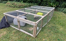 Dwarf Lop rabbits for sale: Gorgeous dwarf lop female needs a new home - Image 5
