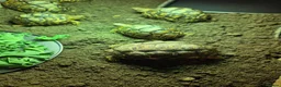 Tortoise reptiles for sale: Leopard tortoises  - Advert 4