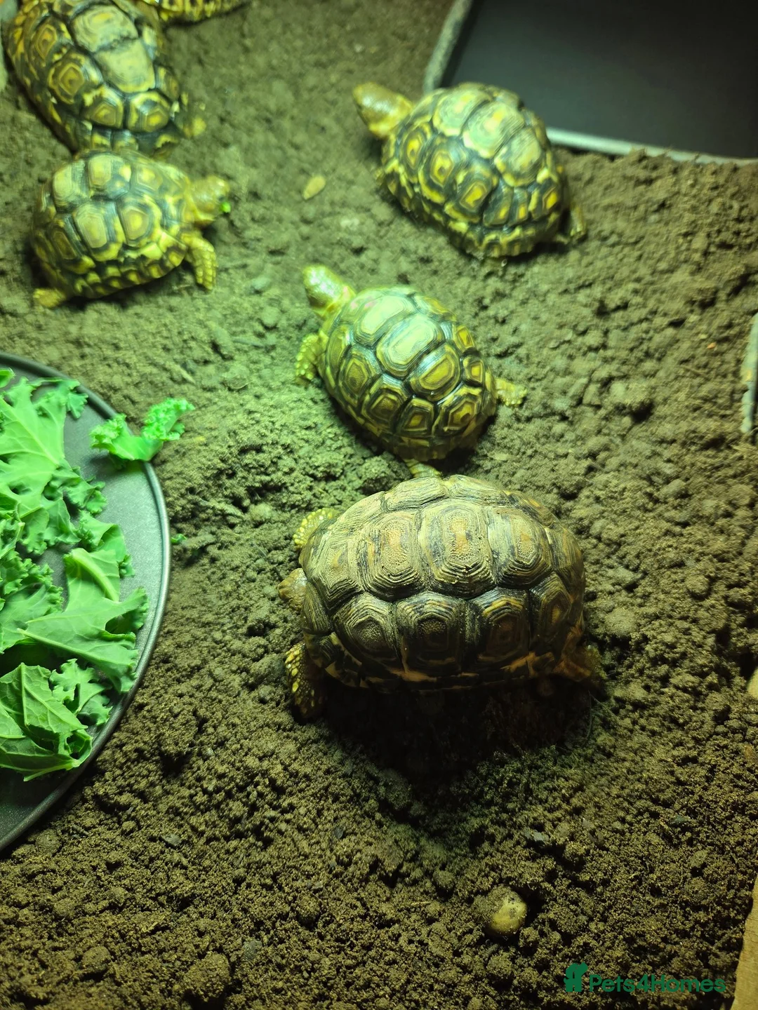 Tortoise reptiles for sale: Leopard tortoises  - Advert 4