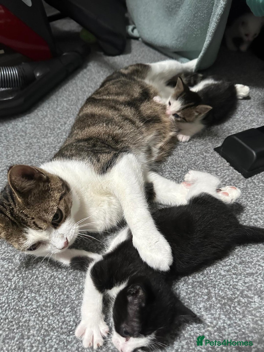 Domestic Shorthair cats for sale: beautiful tabby and black and white kittens - Image 18