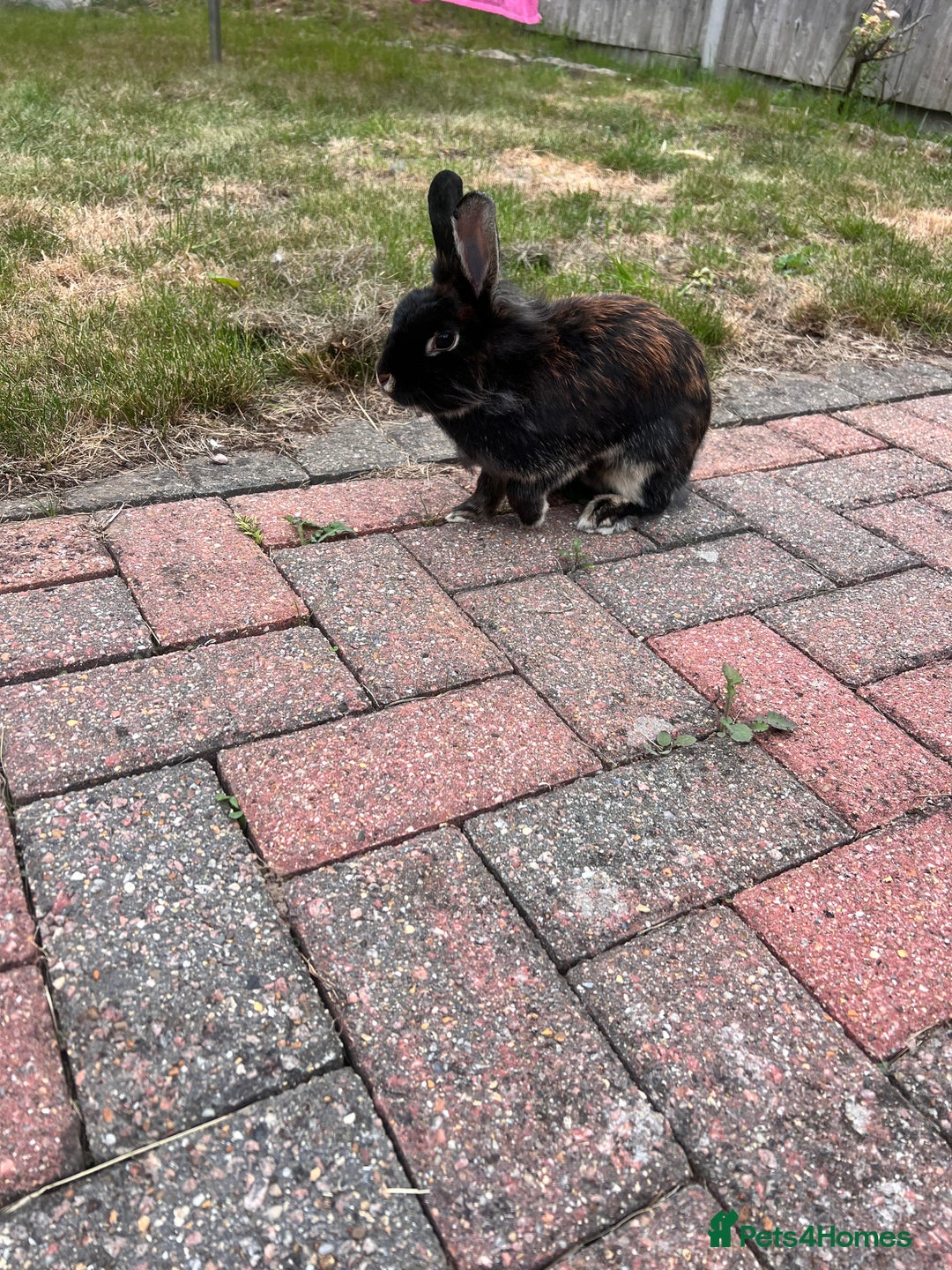 Lionhead rabbits for sale: Spayed lionhead female  - Image 3