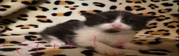 Mixed Breed cats for sale: 5 beautiful kittens for sale! - Advert 2