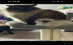 Ragdoll cats for sale: 🩵 Beautiful Ragdoll Kittens Ready at 12 Weeks! 🩵 - Image 8