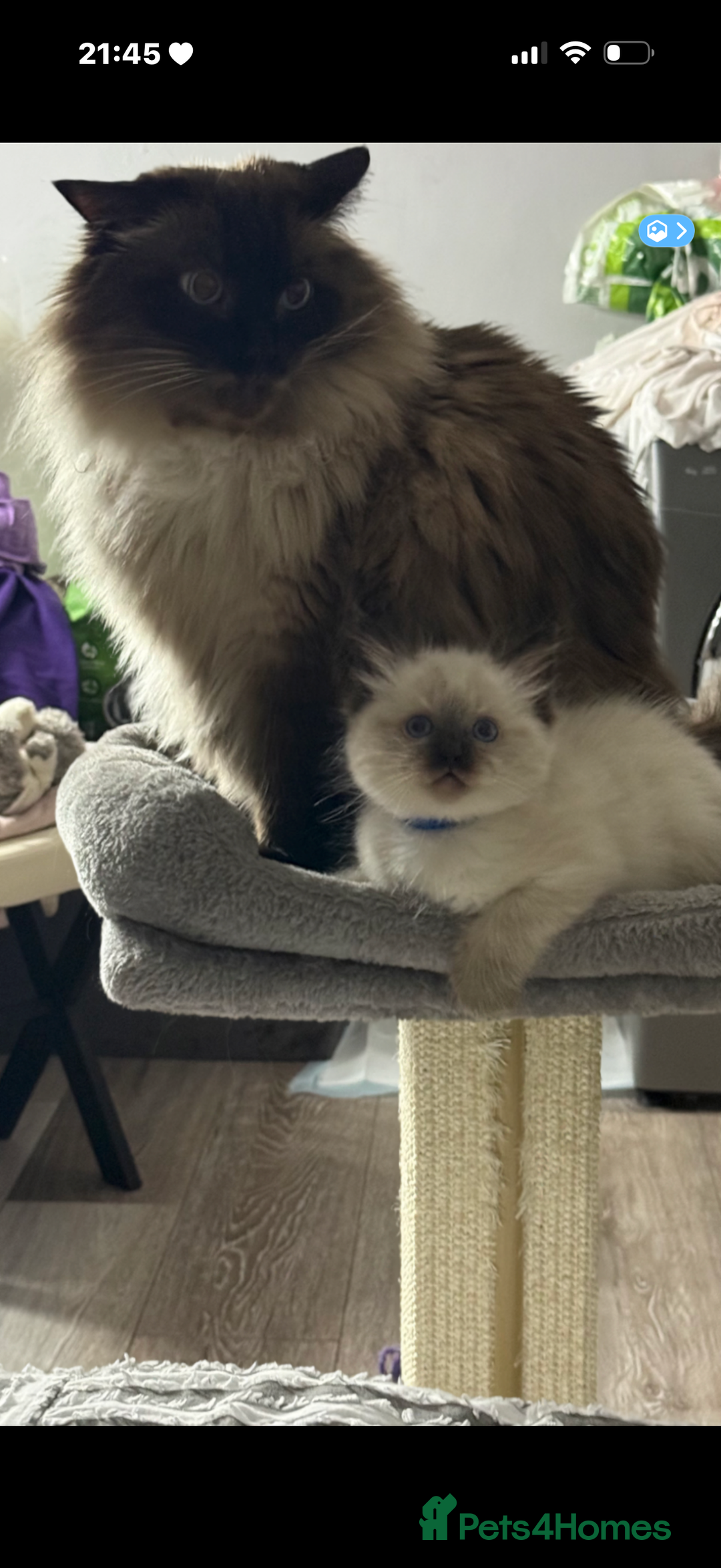 Ragdoll cats for sale: 🩵 Beautiful Ragdoll Kittens Ready at 12 Weeks! 🩵 - Image 8