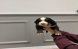 Bernese Mountain Dog dogs for sale: Beautiful Bernese Mountain Dog Puppies for Sale 🐾 - Image 4