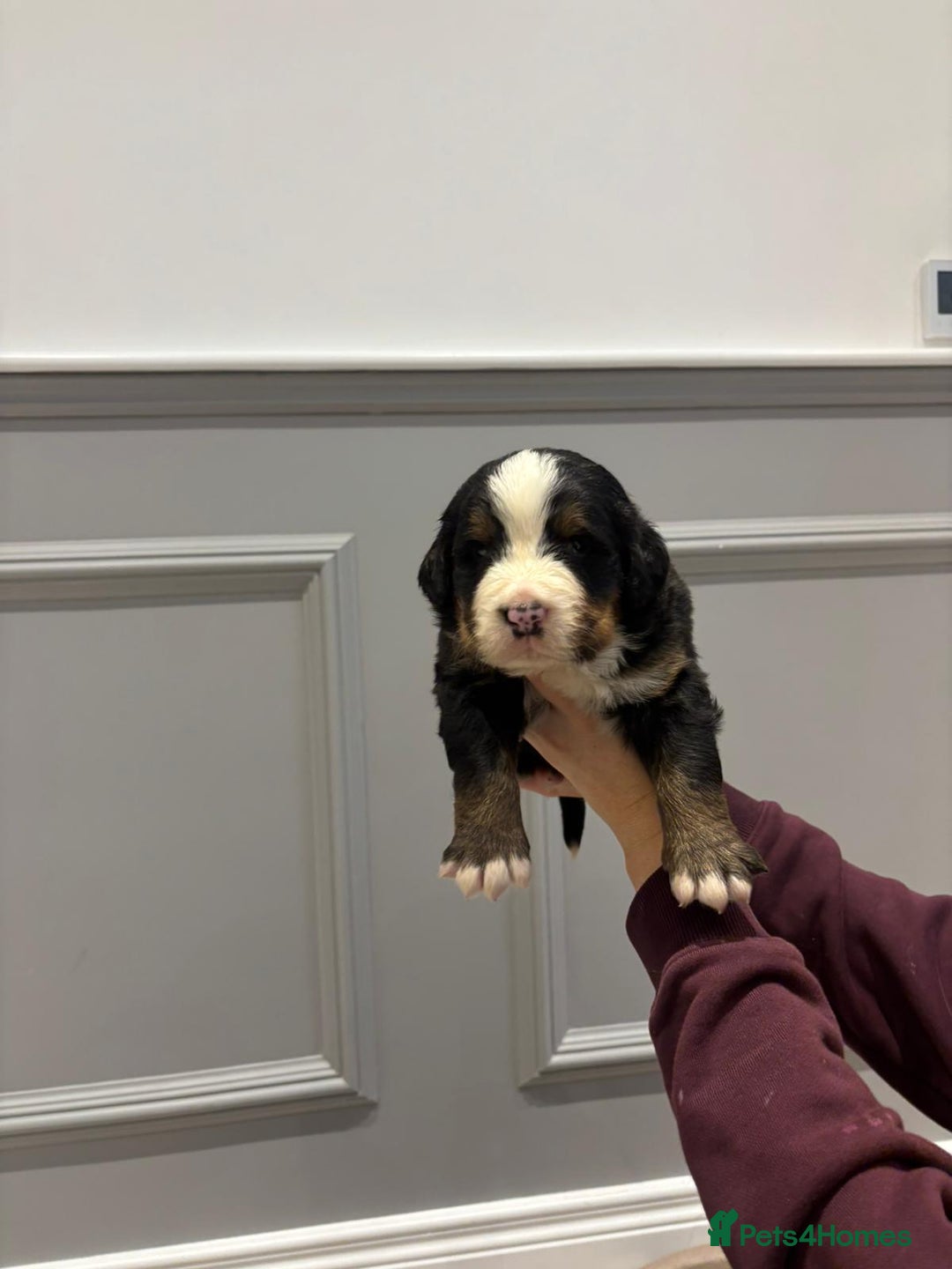 Bernese Mountain Dog dogs for sale: Beautiful Bernese Mountain Dog Puppies for Sale 🐾 - Image 4