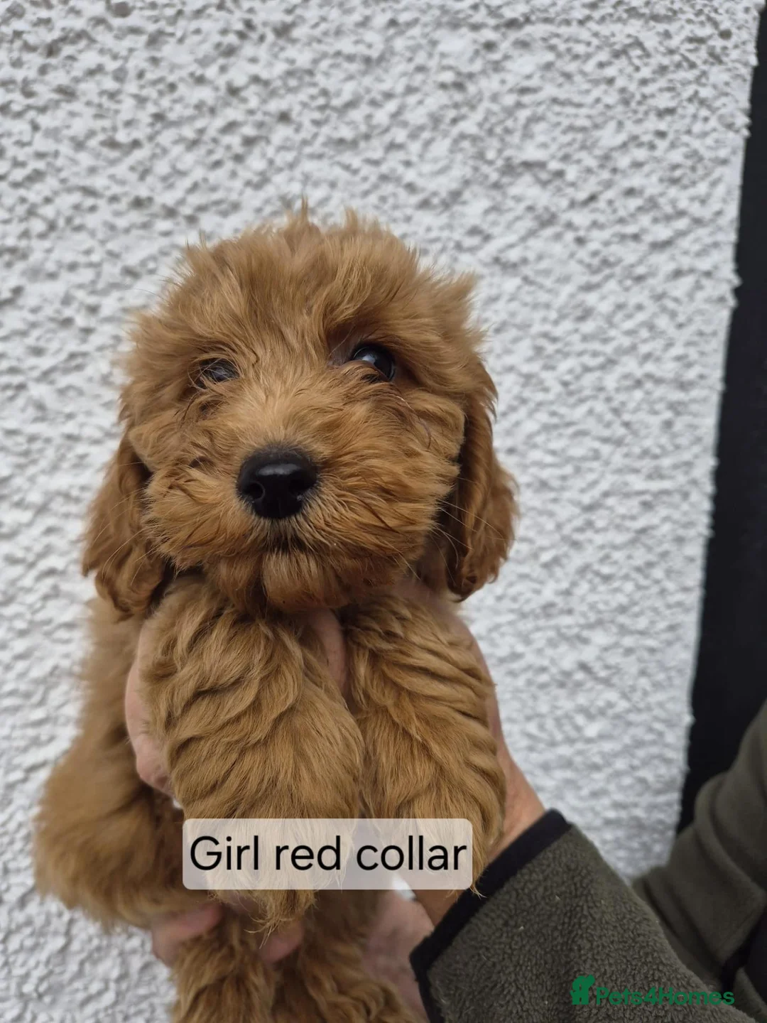 Cockapoo dogs for sale: F1 B Cockapoo puppies - Advert 1