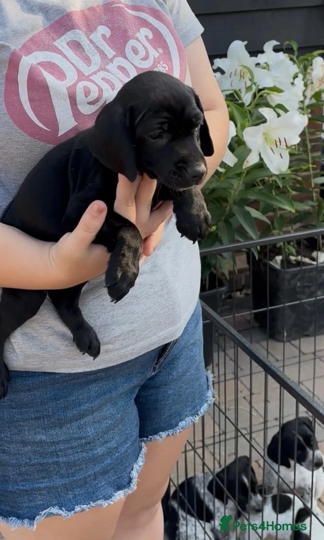 Mixed Breed dogs for sale: Cocker Jack Puppies - Advert 2