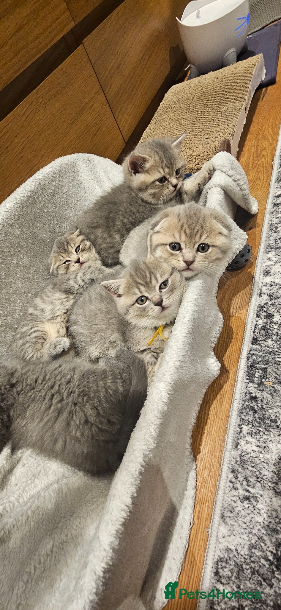 Scottish Fold cats CUTE PEDIGREE KITTENS LOOKING FOR LOVING HOMES  - Advert 1