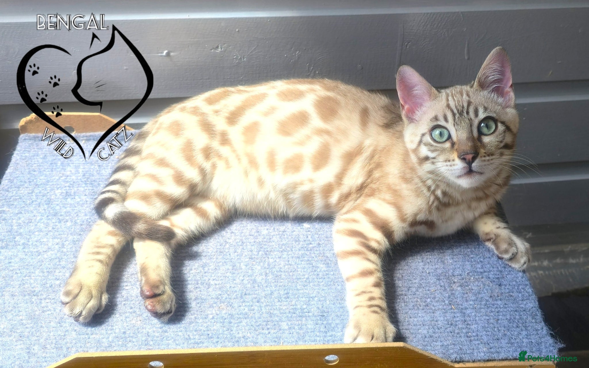 Bengal cats for sale: 4 beautiful bengal boys ready to leave now - Advert 13