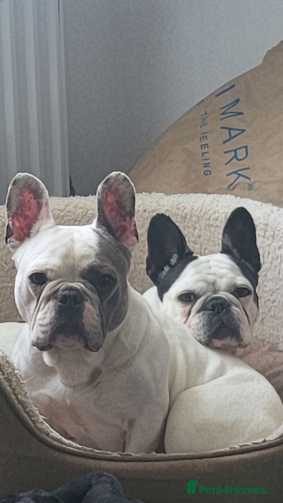 French Bulldog dogs Two frenchies for rehome - Advert 1