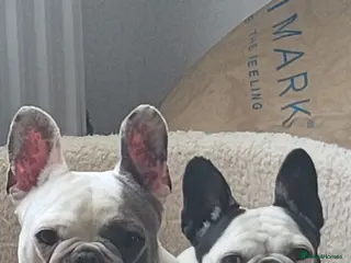 French Bulldog dogs Two frenchies for rehome - Advert 10