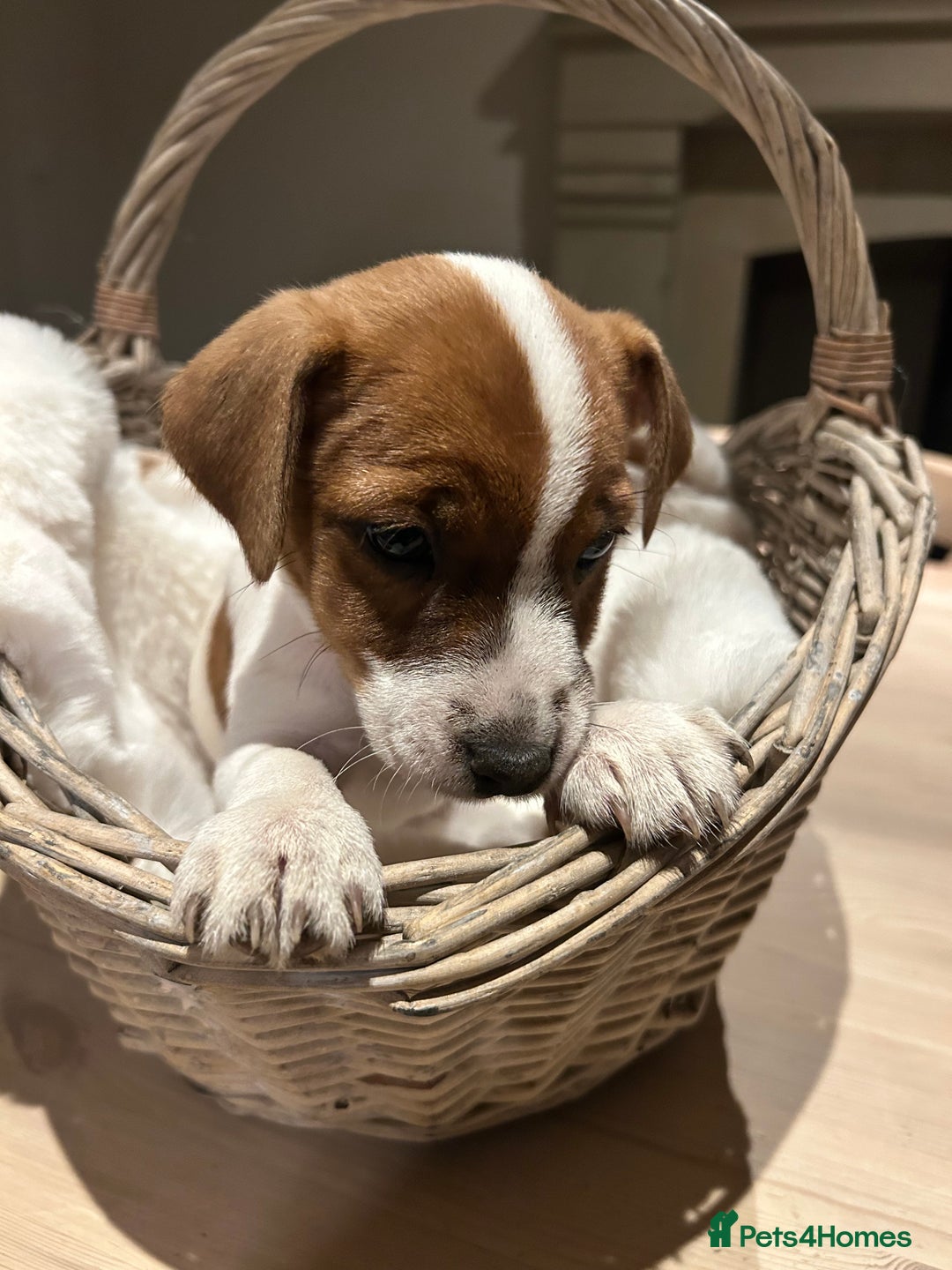 Mixed Breed dogs for sale: Parson / Jack Russell puppies - Advert 11