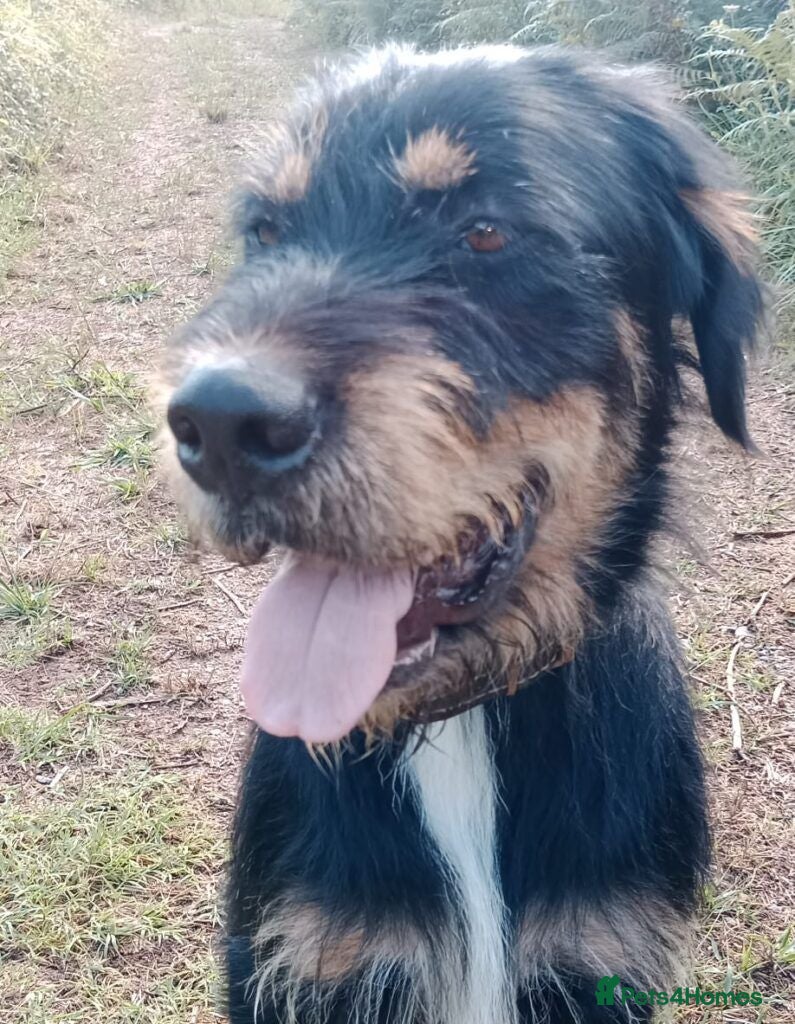 Mixed Breed dogs Dante - Advert 8