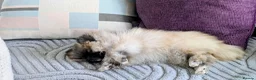 Pomeranian dogs for sale: Exceptional Teddy Bear Face Girl in Croydon - Advert 6