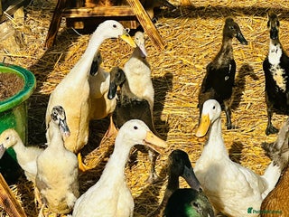 Ducks poultry in Wellingborough - Advert 3