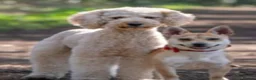 Mixed Breed dogs for sale: Beautiful healthy chiapoo's - Advert 27