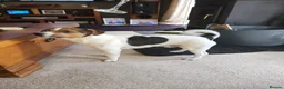 Jack Russell dogs for sale: Jack Russell puppies  - Advert 10