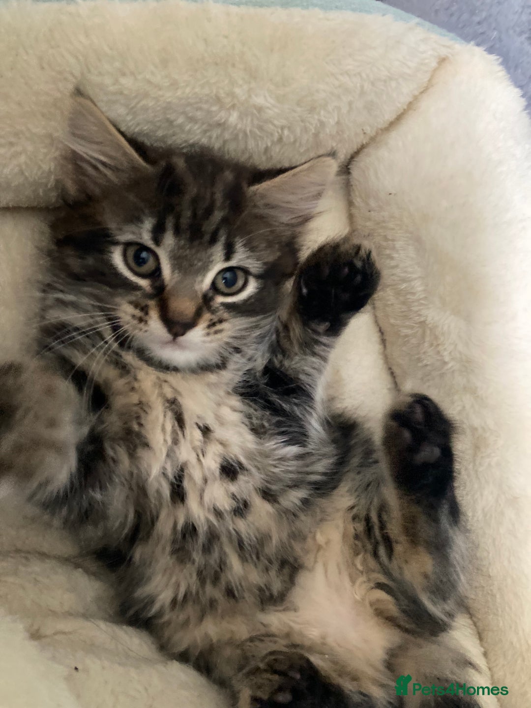 Mixed Breed cats for sale: 2 x 11 week old Female Kittens must go together!  - Image 13