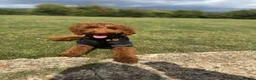 Cavapoo dogs for sale: Beautiful Red F1b Cavapoo pups-Ready September 🐾 in Havant - Advert 23