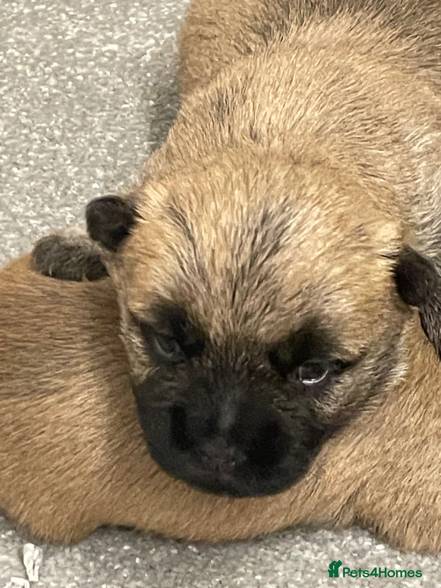 Cairn Terrier dogs Quality KC Reg Cairn Terrier pups  - Advert 3