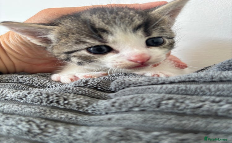 Mixed Breed cats - Advert 6