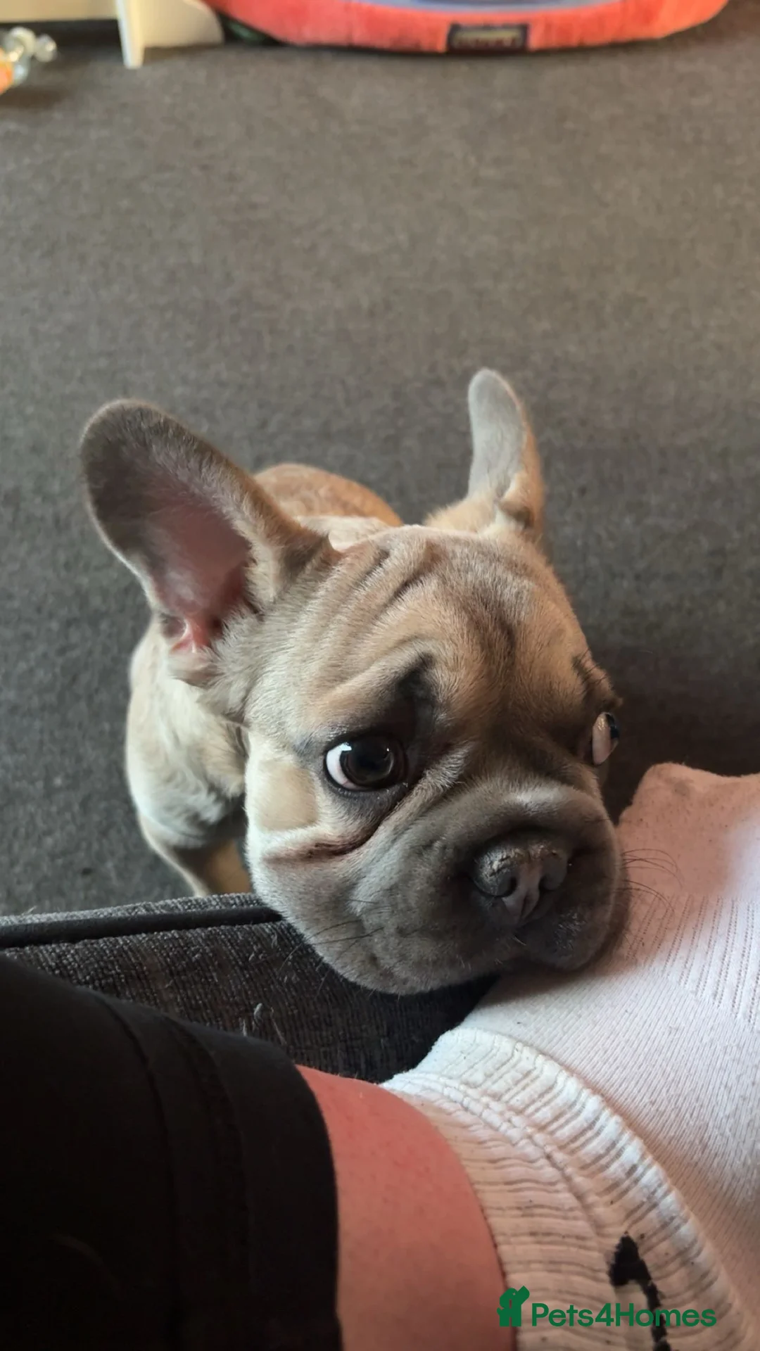 French Bulldog dogs for adoption: pup for sale  in Castleford - Advert 2
