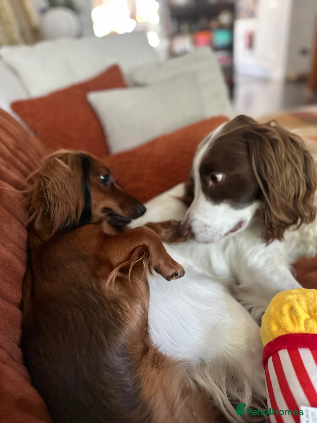 English Springer Spaniel dogs for stud: Jerry - KC Registered English Springer Spaniel  - Advert 12