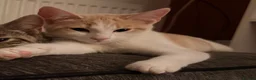Mixed Breed cats for sale: Ginger and white girl - Advert 2