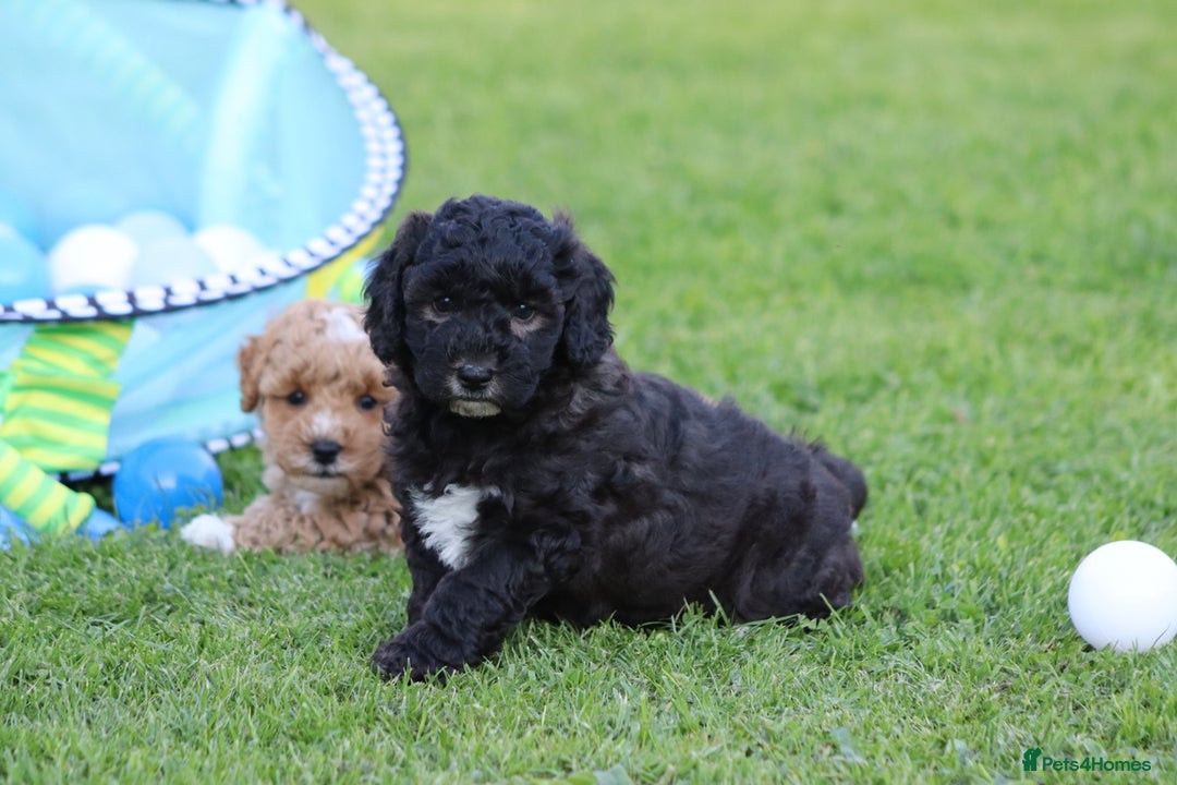 Cavapoochon dogs for sale: Cavapoochon puppies for sale - Image 6