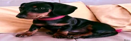 Miniature Dachshund dogs for sale: Last Girl & Boy - Miniature Dachshund Puppies - Advert 4