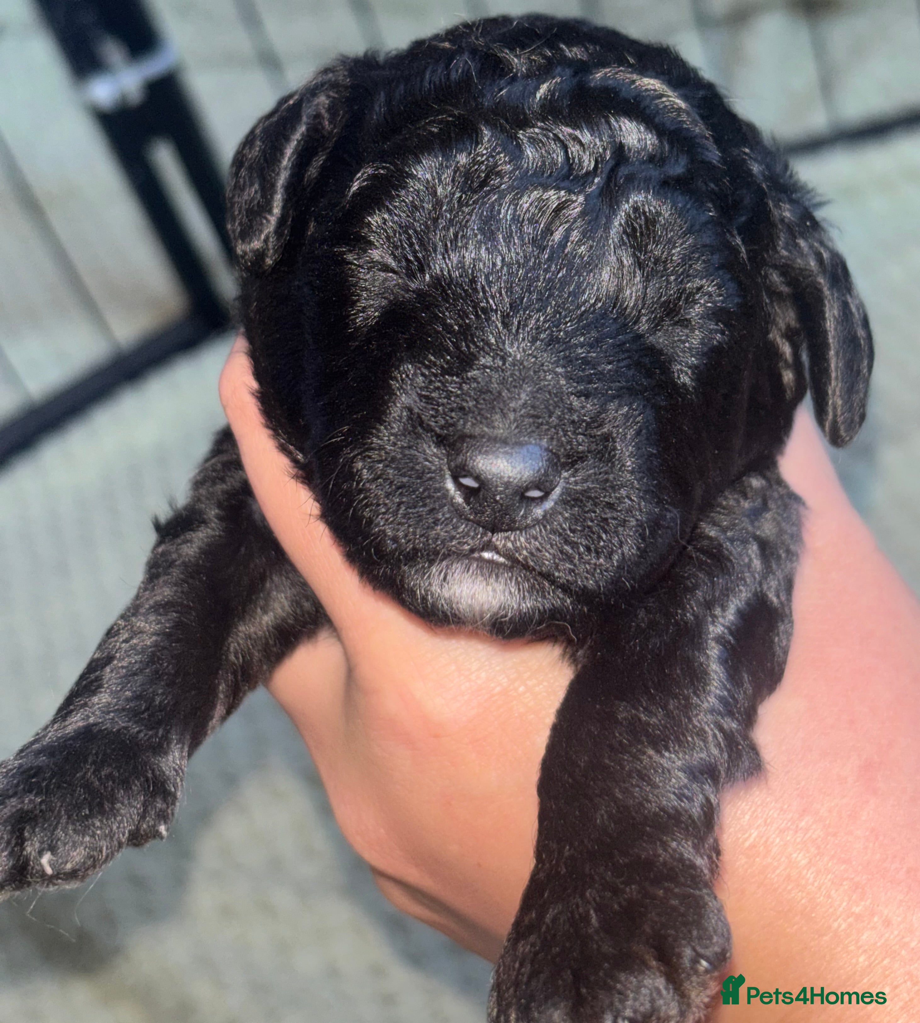 Cockapoo dogs BEAUTIFUL COCKAPOO PUPPIES  - Advert 18