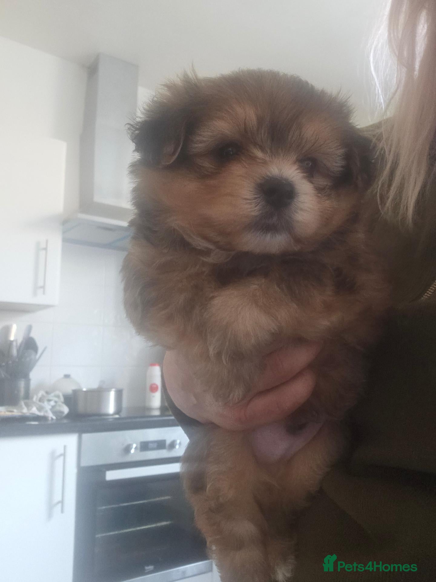Mixed Breed dogs for sale: 3 super fluffy  puppies  - Advert 7